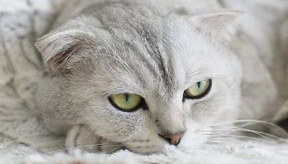 开云体育官方网站登陆-山东队击败深圳，锁定季后赛资格，山东队击败深圳,锁定季后赛资格了吗